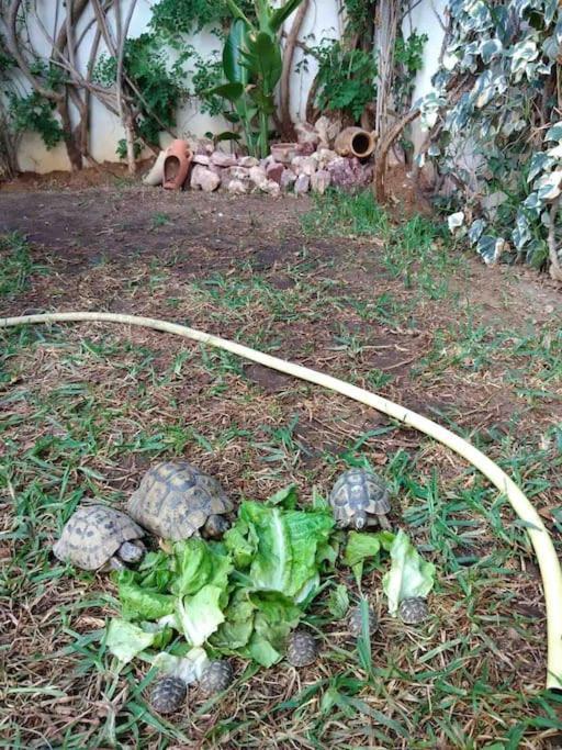 Etage De Villa Avec Jardin, Pres De L'Aireport Et Parking Prive Ariana Εξωτερικό φωτογραφία